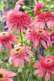 Image result for Sonnenhut