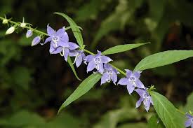 Image result for Campanula americana