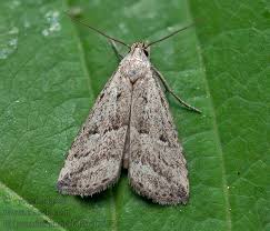 Attēlu rezultāti vaicājumam “Hypenodes humidalis”