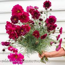 Image result for Cosmos bipinnatus `Double Click`