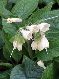 Attēlu rezultāti vaicājumam “Symphytum grandiflorum”