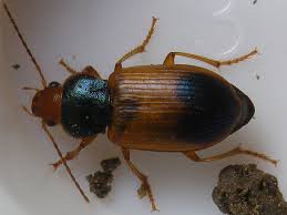 Attēlu rezultāti vaicājumam “Diachromus germanus”