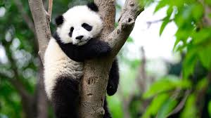 Résultat de recherche d'images pour "pandas"