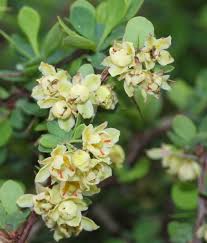 Attēlu rezultāti vaicājumam “Berberis thunbergii flower”