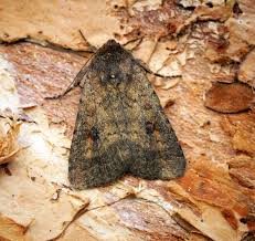 Attēlu rezultāti vaicājumam “Caradrina morpheus”