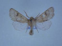 Attēlu rezultāti vaicājumam “Orthosia miniosa”