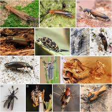 Attēlu rezultāti vaicājumam “Lymexylidae”