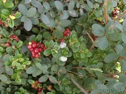 Attēlu rezultāti vaicājumam “Exobasidium vaccinii”