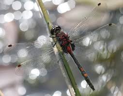 Attēlu rezultāti vaicājumam “Leucorrhinia”