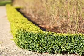 Attēlu rezultāti vaicājumam “Buxus sempervirens”