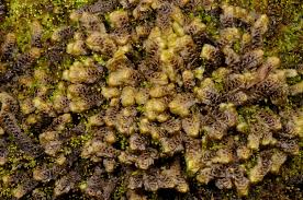 Attēlu rezultāti vaicājumam “Scapania lingulata”