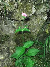 Image result for Knautia dipsacifolia