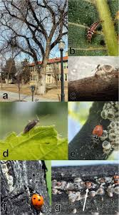 Attēlu rezultāti vaicājumam “Enteridium liceoides macro”