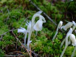 Attēlu rezultāti vaicājumam “Plantago uniflora”
