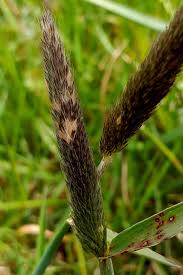 Attēlu rezultāti vaicājumam “Alopecurus pratensis flower”
