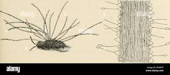 Attēlu rezultāti vaicājumam “Pistillaria sp.”