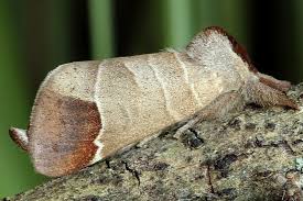 Attēlu rezultāti vaicājumam “Clostera curtula”