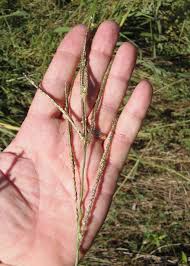 Attēlu rezultāti vaicājumam “Digitaria ischaemum leaf”