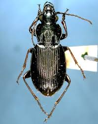 Attēlu rezultāti vaicājumam “Pterostichus oblongopunctatus”