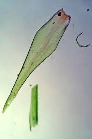 Attēlu rezultāti vaicājumam “Dicranum flagellare”