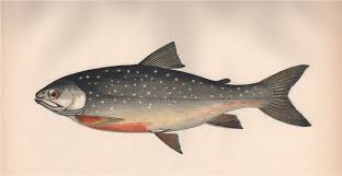 Image result for Salvelinus alpinus