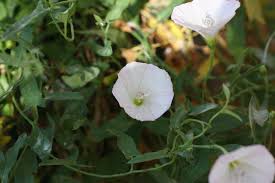 Attēlu rezultāti vaicājumam “Convolvulus arvensis flower”