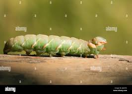 Attēlu rezultāti vaicājumam “Peridea anceps”