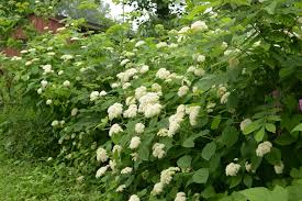 Attēlu rezultāti vaicājumam “Hydrangea arborescens”
