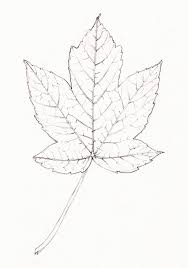 Attēlu rezultāti vaicājumam “Acer pseudoplatanus leaf”