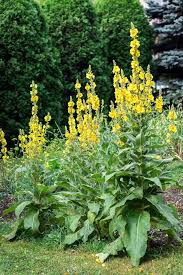 Image result for Verbascum densiflorum
