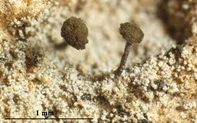 Attēlu rezultāti vaicājumam “Chaenotheca brunneola”