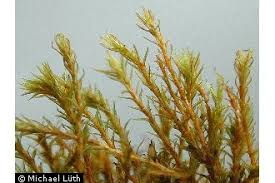 Attēlu rezultāti vaicājumam “Didymodon tophaceus”