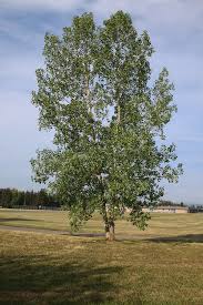 Attēlu rezultāti vaicājumam “Populus x petrowskyana”