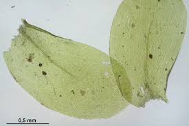 Attēlu rezultāti vaicājumam “Homalia trichomanoides”