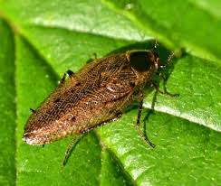 Attēlu rezultāti vaicājumam “Ectobius sylvestris male”