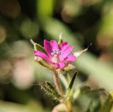 Attēlu rezultāti vaicājumam “Geranium dissectum leaf”