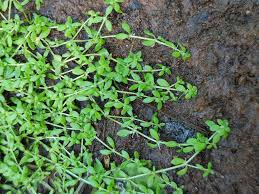 Attēlu rezultāti vaicājumam “Callitriche cophocarpa leaf”