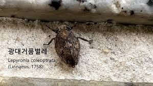 Attēlu rezultāti vaicājumam “Lepyronia coleoptrata”