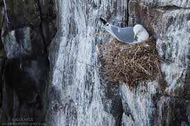 Attēlu rezultāti vaicājumam “Rissa tridactyla nest”
