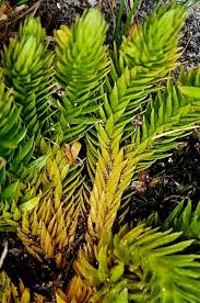 Attēlu rezultāti vaicājumam “Huperzia selago”