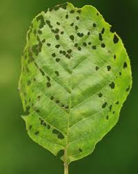 Attēlu rezultāti vaicājumam “Agelastica alni”