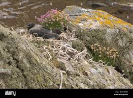 Attēlu rezultāti vaicājumam “Corvus cornix juvenile”