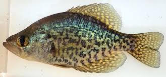 Image result for Myzopsetta ferruginea