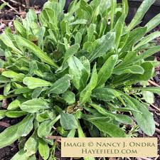 Attēlu rezultāti vaicājumam “Silene nutans flower”