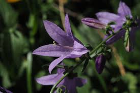 Attēlu rezultāti vaicājumam “Campanula latifolia fruit”