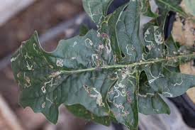 Attēlu rezultāti vaicājumam “Linaria loeselii leaf”