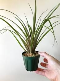 Image result for tillandsia umbellata