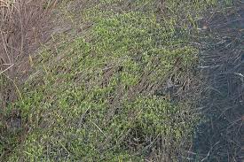 Attēlu rezultāti vaicājumam “Straminergon stramineum”