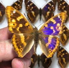 Attēlu rezultāti vaicājumam “Apatura ilia male”