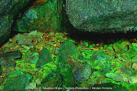 Attēlu rezultāti vaicājumam “Schistostega pennata”